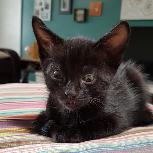 Glass ~ kitten (on trial 16/3/19)