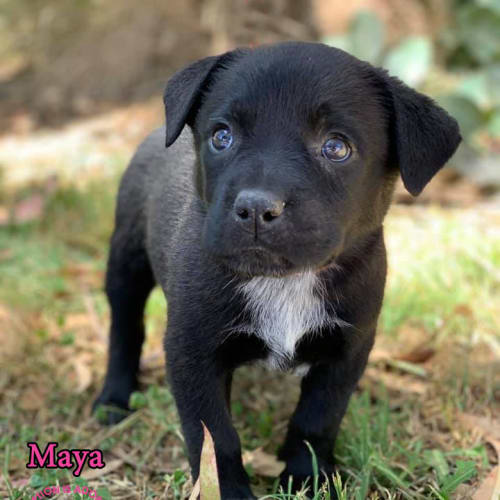 Maya