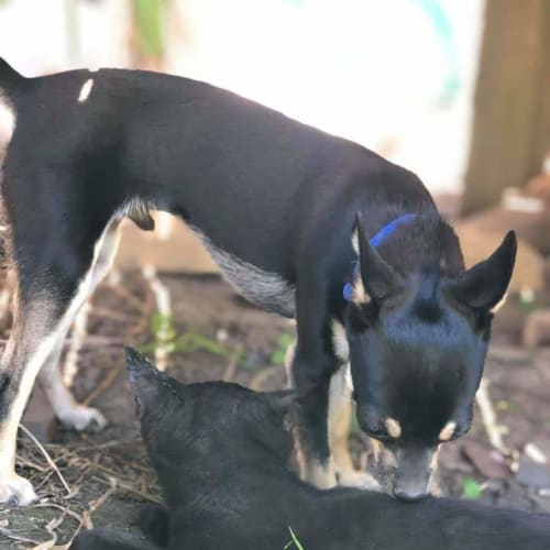 dog, cat, chook and people friendly kitty
