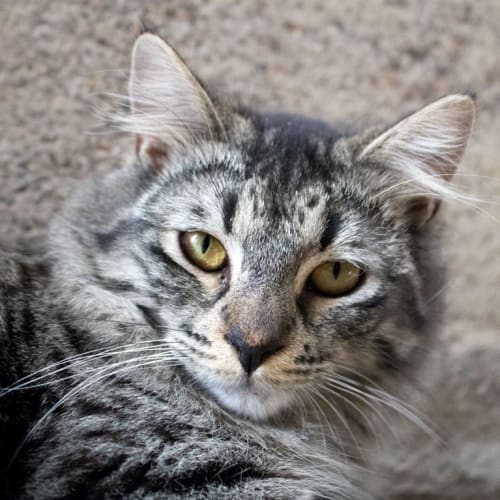 Nikita