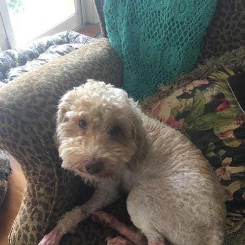 No photo for Murphy The Mini Poodle