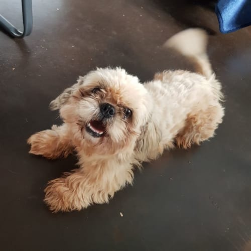 Ollie