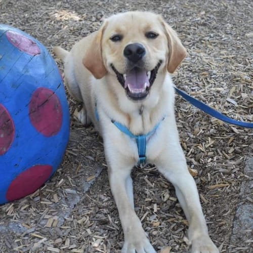 Oscar