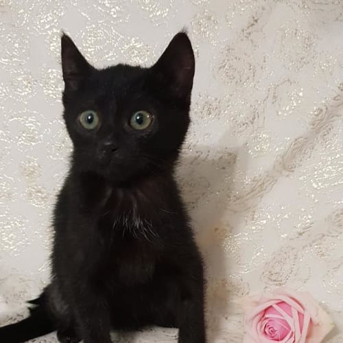 Kjartan (key-ar-tan) Black Female