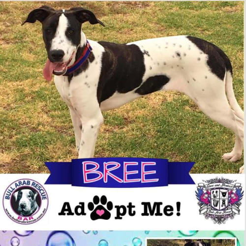 Bree