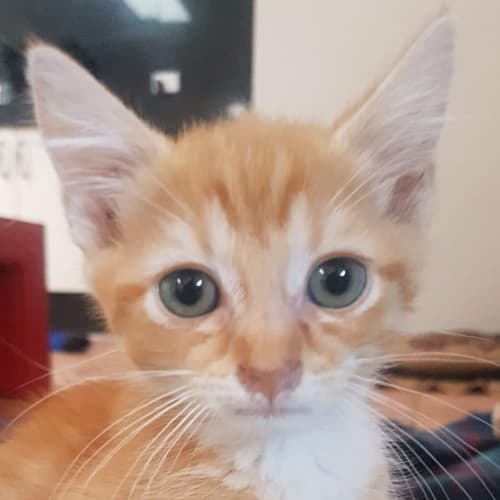 Maggie