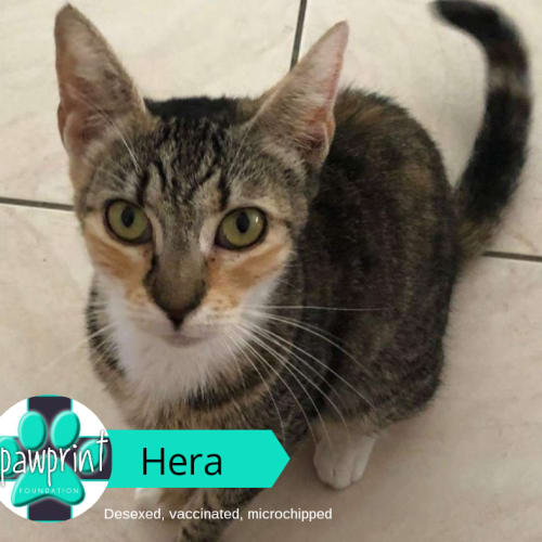 Hera
