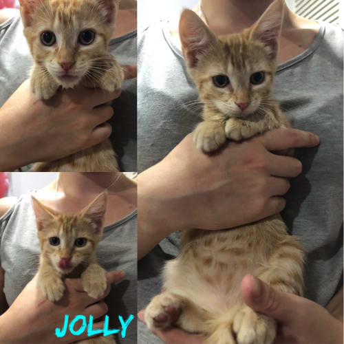 Jolly