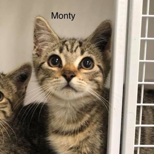 Monty