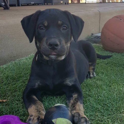 Ringo