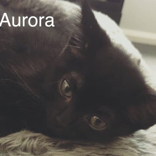 Aurora