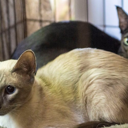 **On Trial** Calliope & Onyx