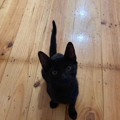 Toothless