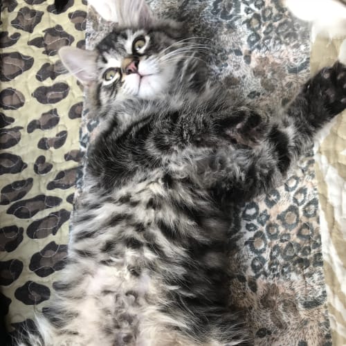 Thomas