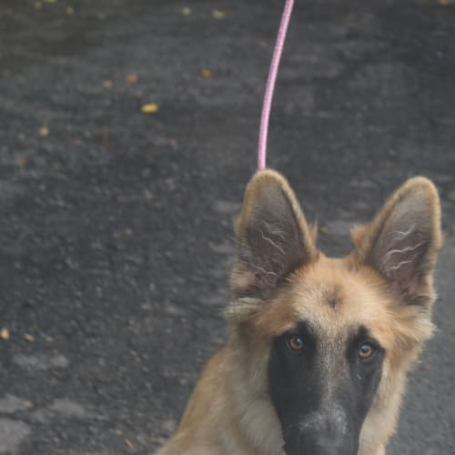 Zena