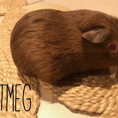 Nutmeg