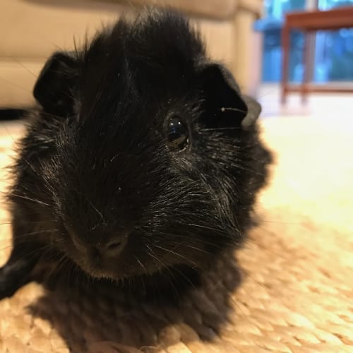 Spike