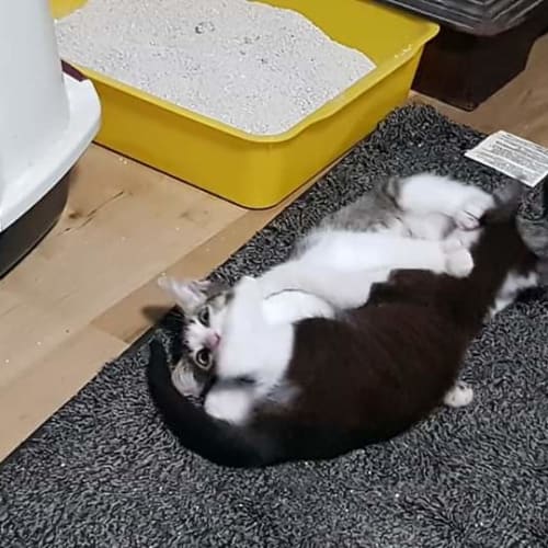Banjo