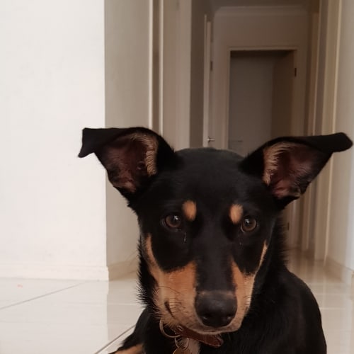 Jira - cat, dog and child friendly