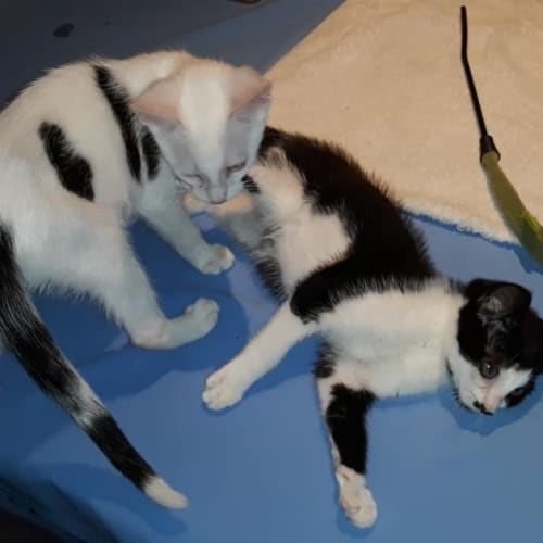 Dom - Purrfect Match Cat Adoptions 