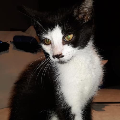 Eva - Purrfect Match Cat Adoptions 