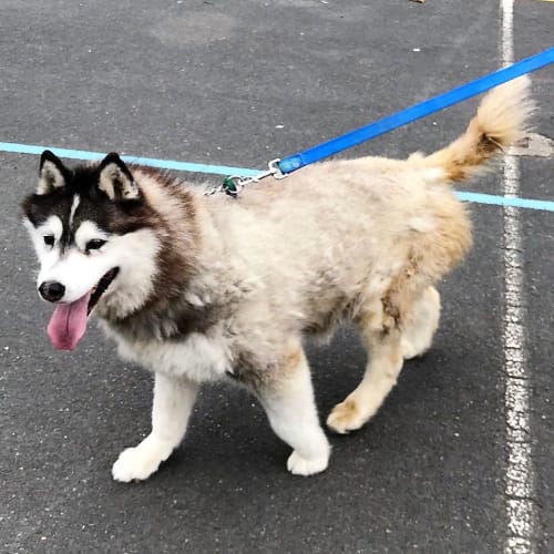 Kiba