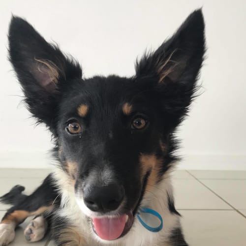 Frankie 
