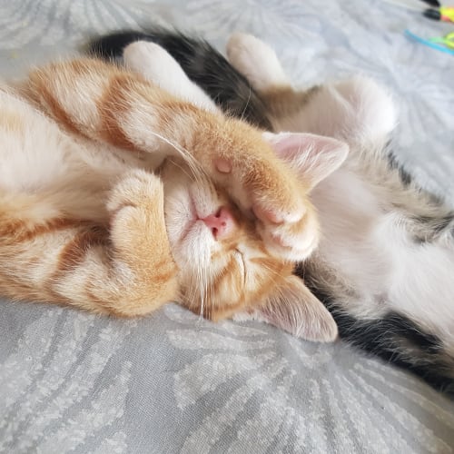 Puss In Boots