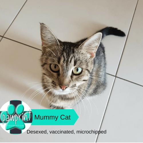 Mummy Cat