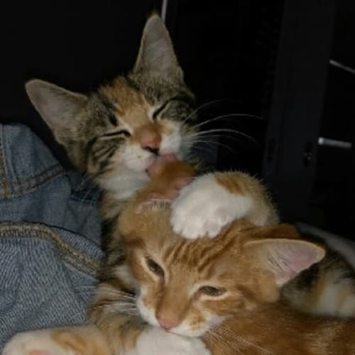 Kingsley & Evie