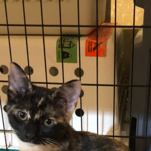 Nala