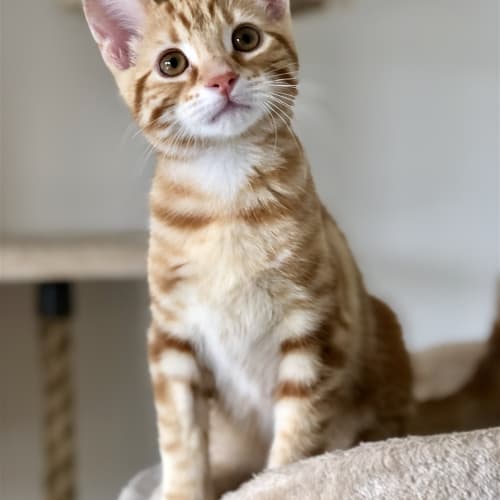 Alexander(now Khimcha)