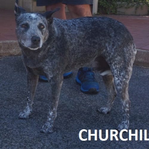 Churchill