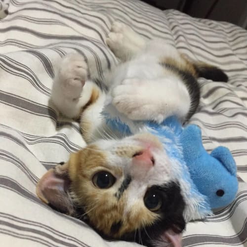 Mia