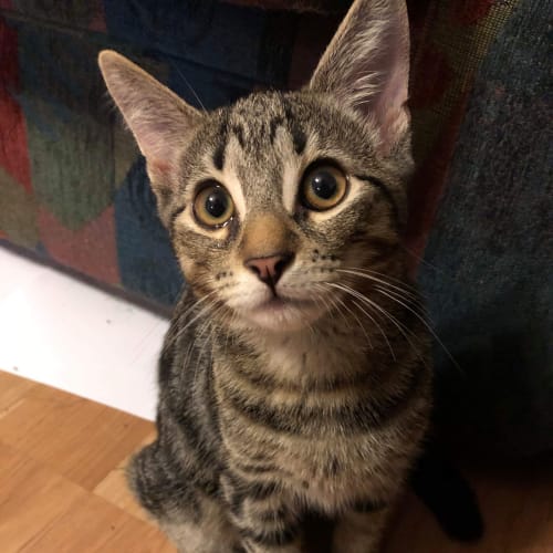 Ollie