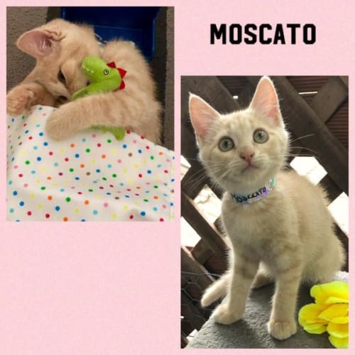 Moscato