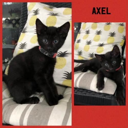 Axel @ Petstock Marsden Park