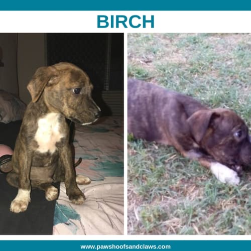 Birch