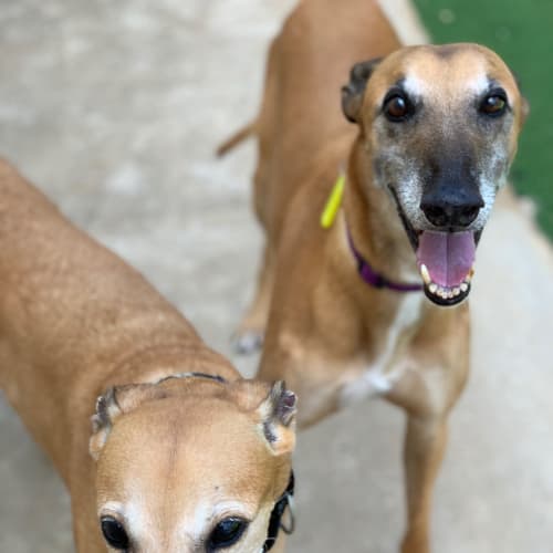 Hattie & Wesley (In Foster)