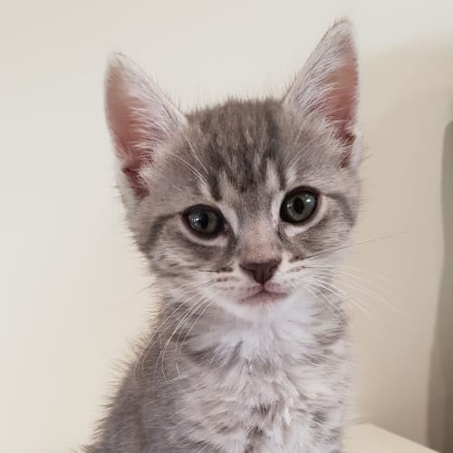 Kristoff