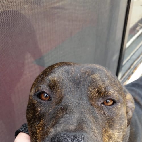 Bazza  ** On Trial **