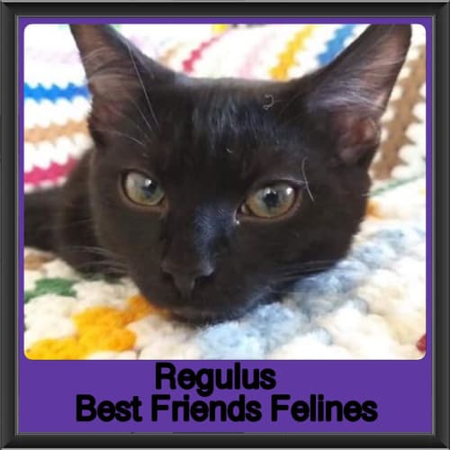 Regulus 