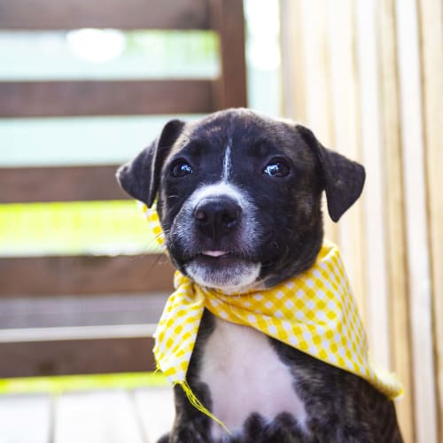 Tiki ~ Staffy X puppy (on trial 17/3/19)