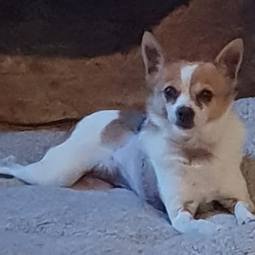 Bella