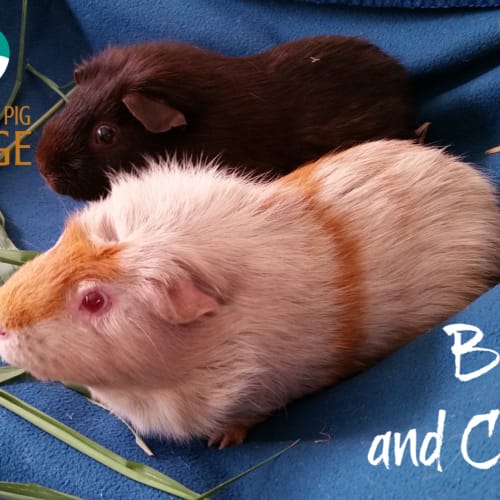Bruno and Choco