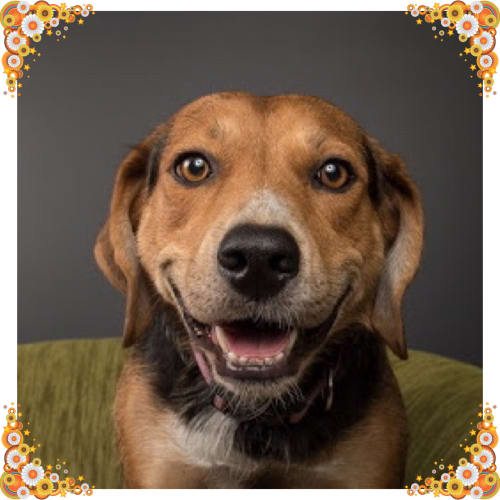 Holly ~ Foxhound x Kelpie (on trial 2/3/2019)