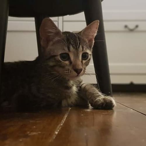 Dexter