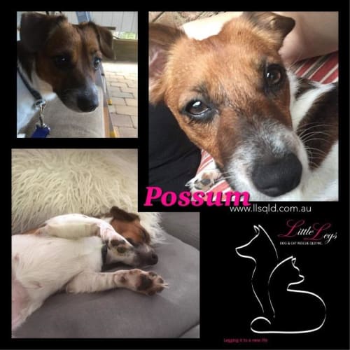 Possum