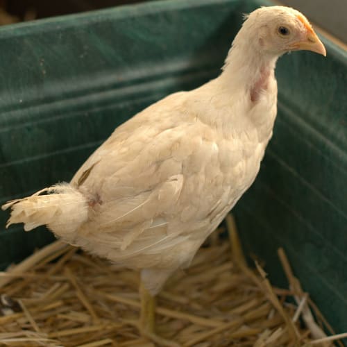 Chicken 