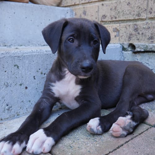 Milo